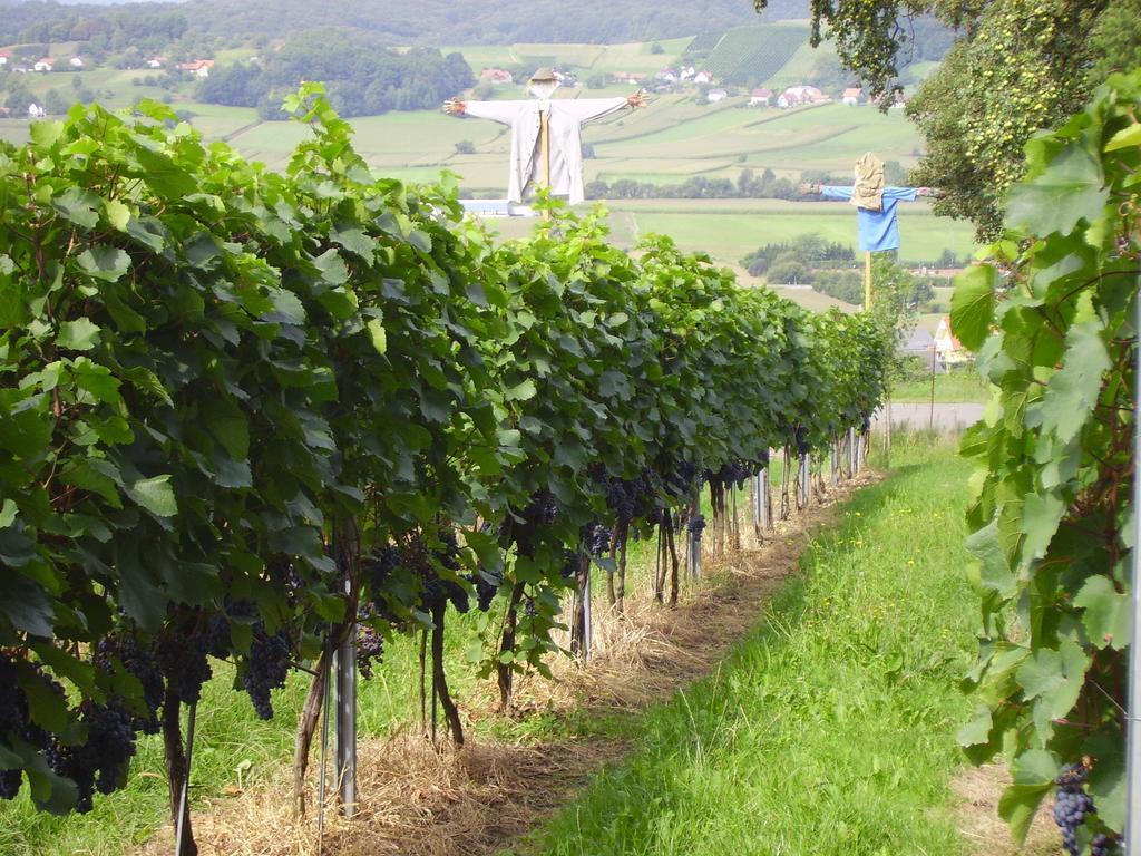 Appartement Weingut Schoberhof Bad Gleichenberg Pokój zdjęcie